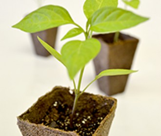 seedling plant