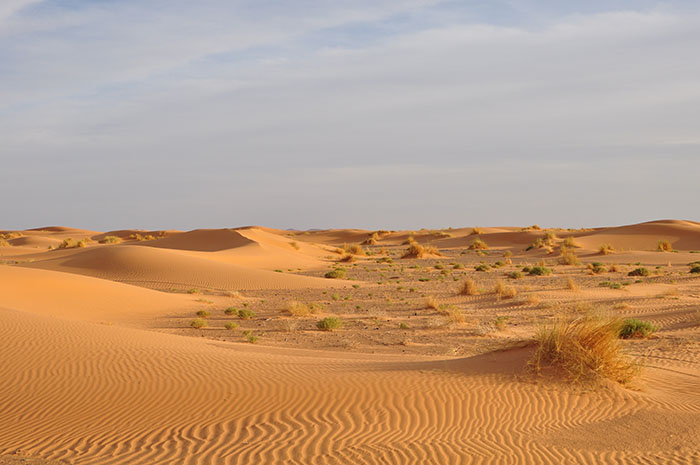 desert landscape