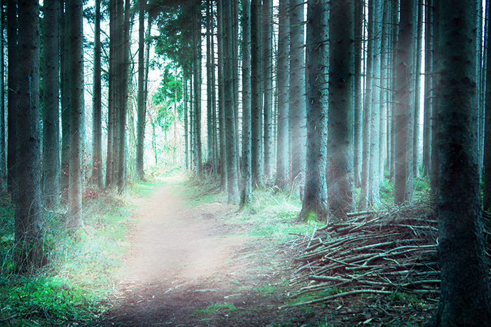 forest path