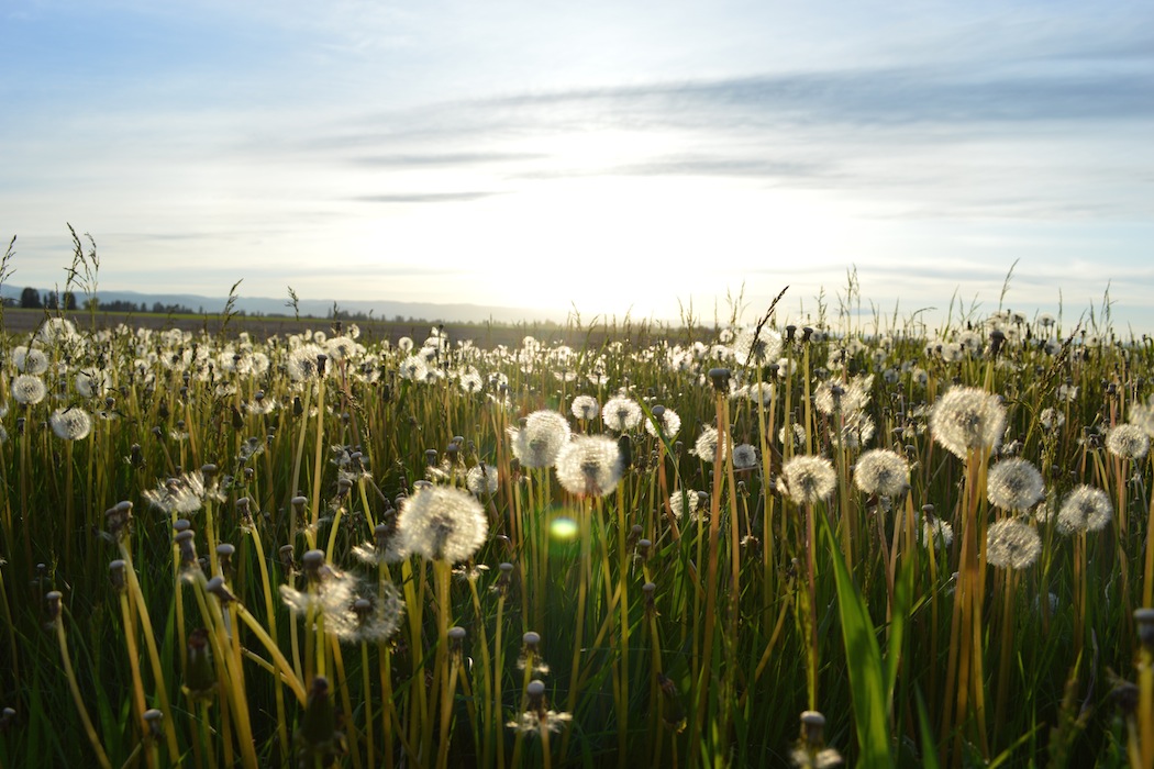 dandelions