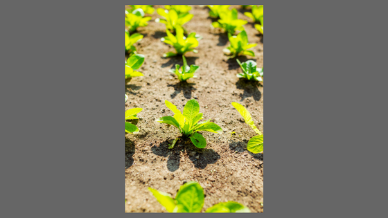 rows of small plants