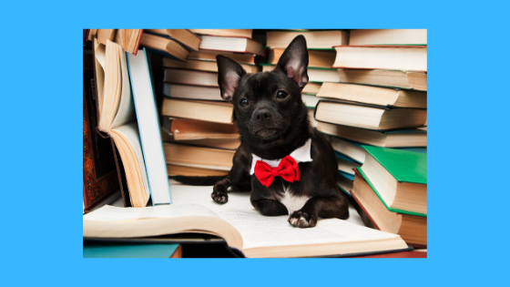 Dog surrounded by books